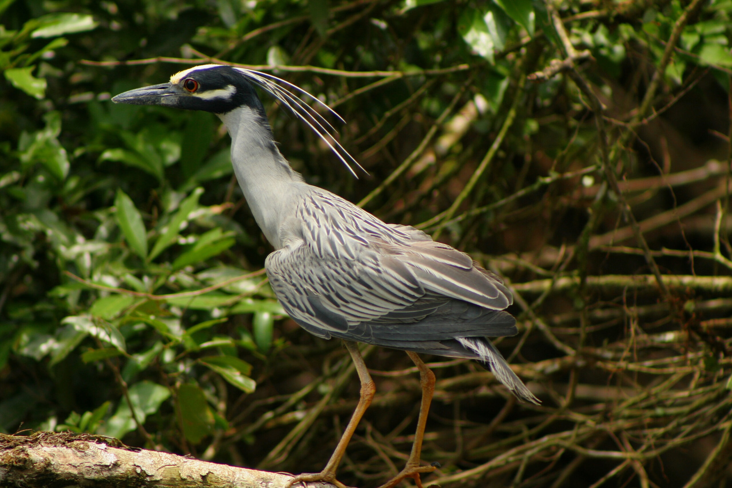 Descubrí 5 destinos para disfrutar el avistamiento de aves 